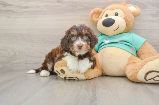 Mini Aussiedoodle Puppy for Adoption