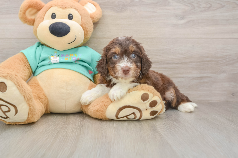 Best Mini Aussiedoodle Baby