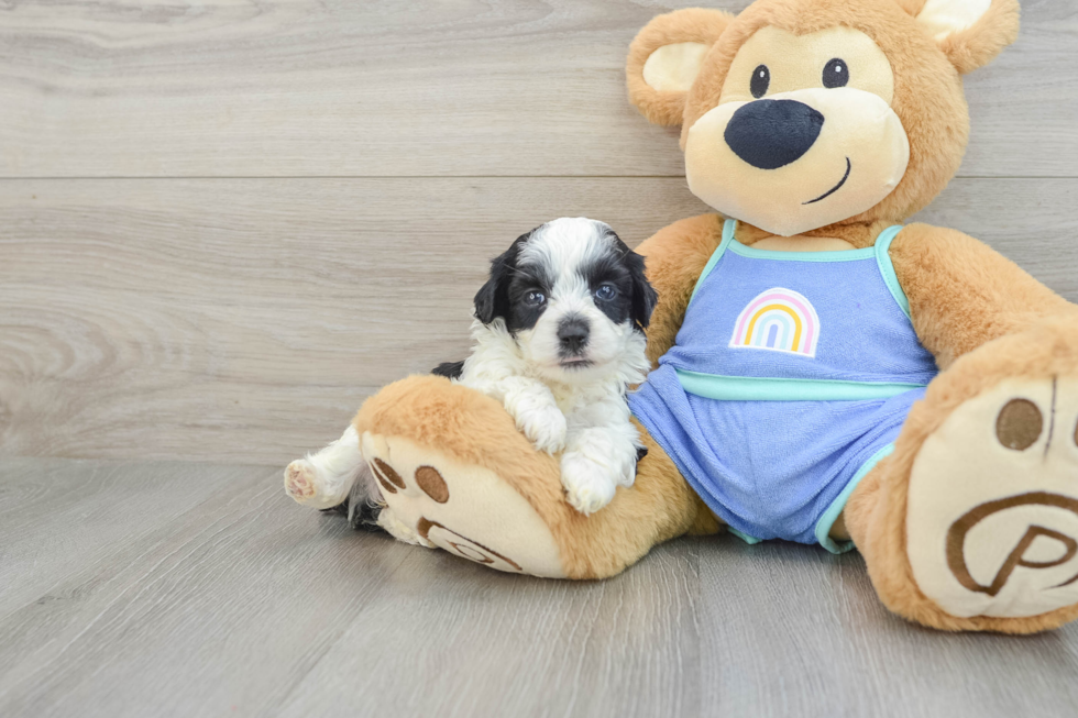 Mini Aussiedoodle Pup Being Cute