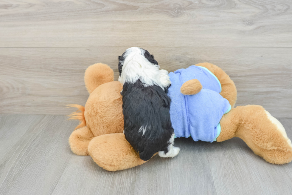 Adorable Mini Australian Shepherd X Poodle Mix Poodle Mix Puppy