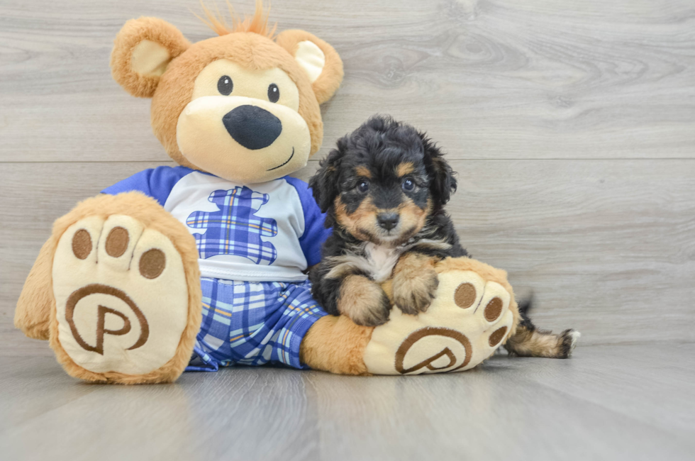 6 week old Mini Aussiedoodle Puppy For Sale - Seaside Pups