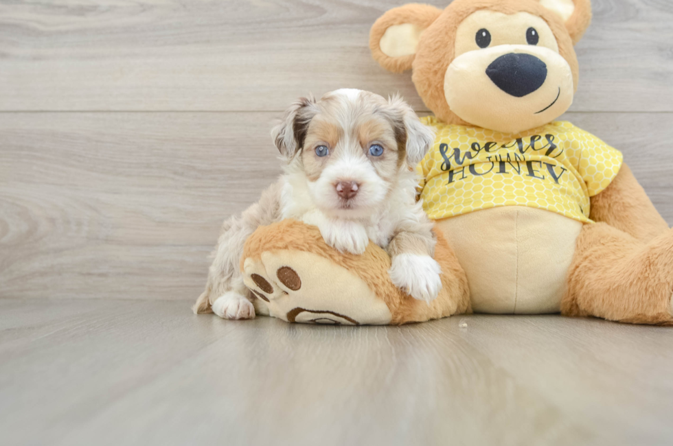 6 week old Mini Aussiedoodle Puppy For Sale - Seaside Pups