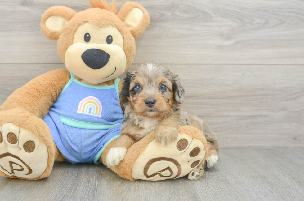 5 week old Mini Aussiedoodle Puppy For Sale - Seaside Pups