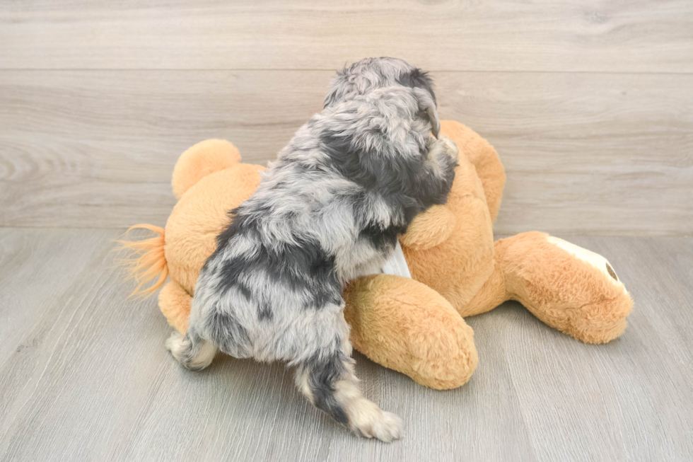 Mini Aussiedoodle Puppy for Adoption
