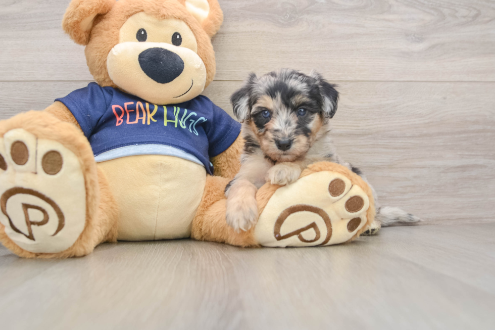 Cute Mini Aussiedoodle Baby