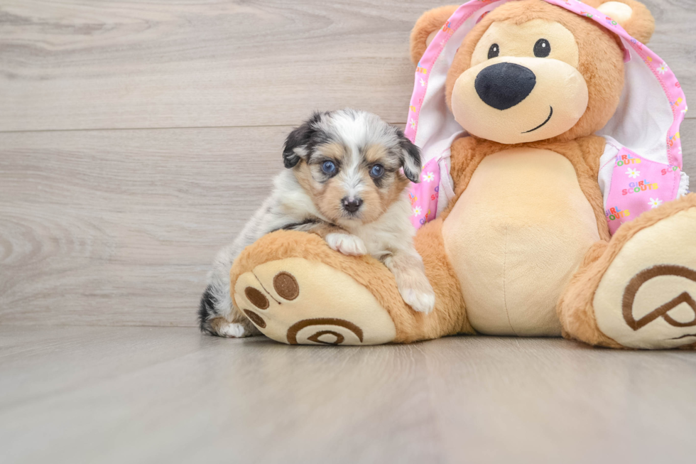 Mini Aussiedoodle Puppy for Adoption