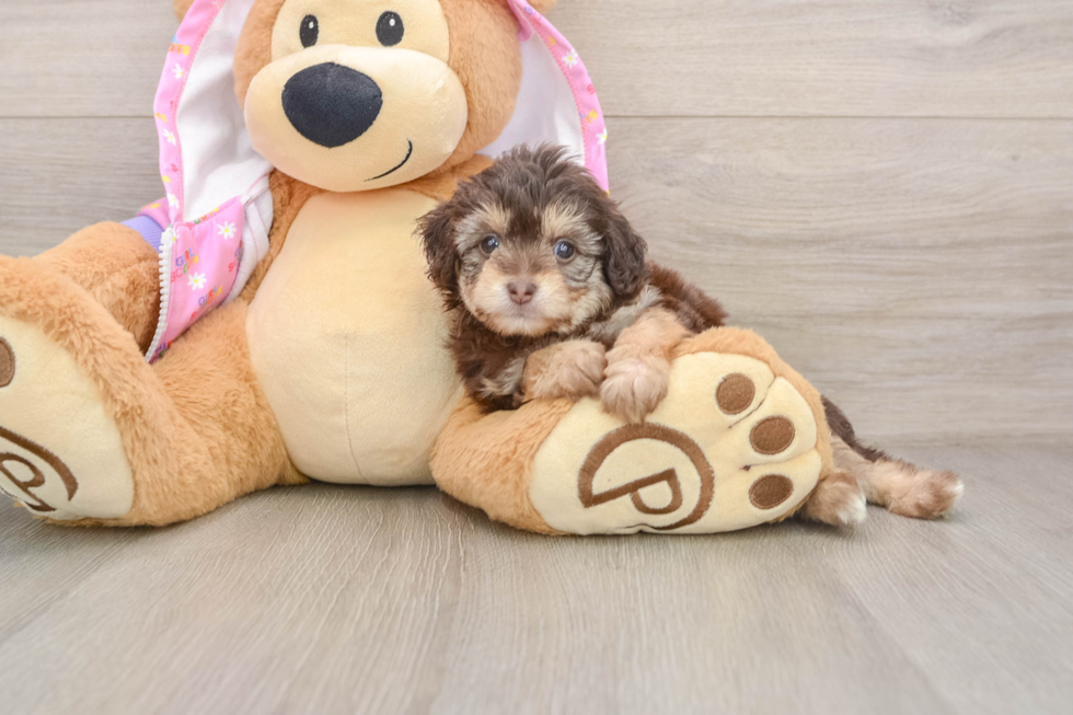 Hypoallergenic Aussiepoo Poodle Mix Puppy