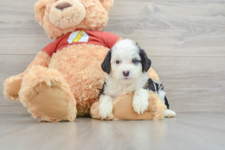 Best Mini Aussiedoodle Baby