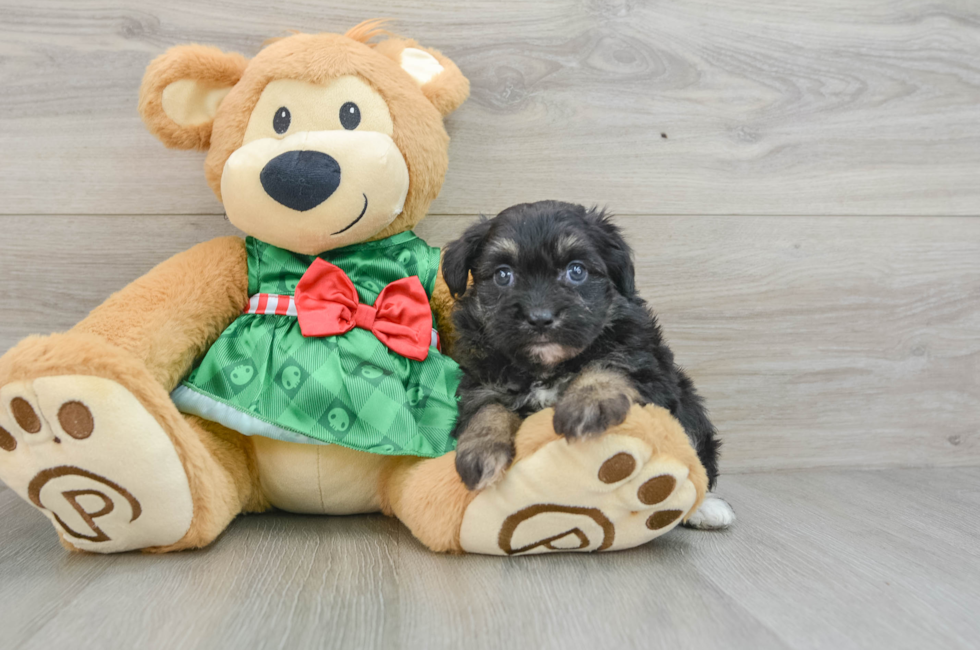 6 week old Mini Aussiedoodle Puppy For Sale - Seaside Pups