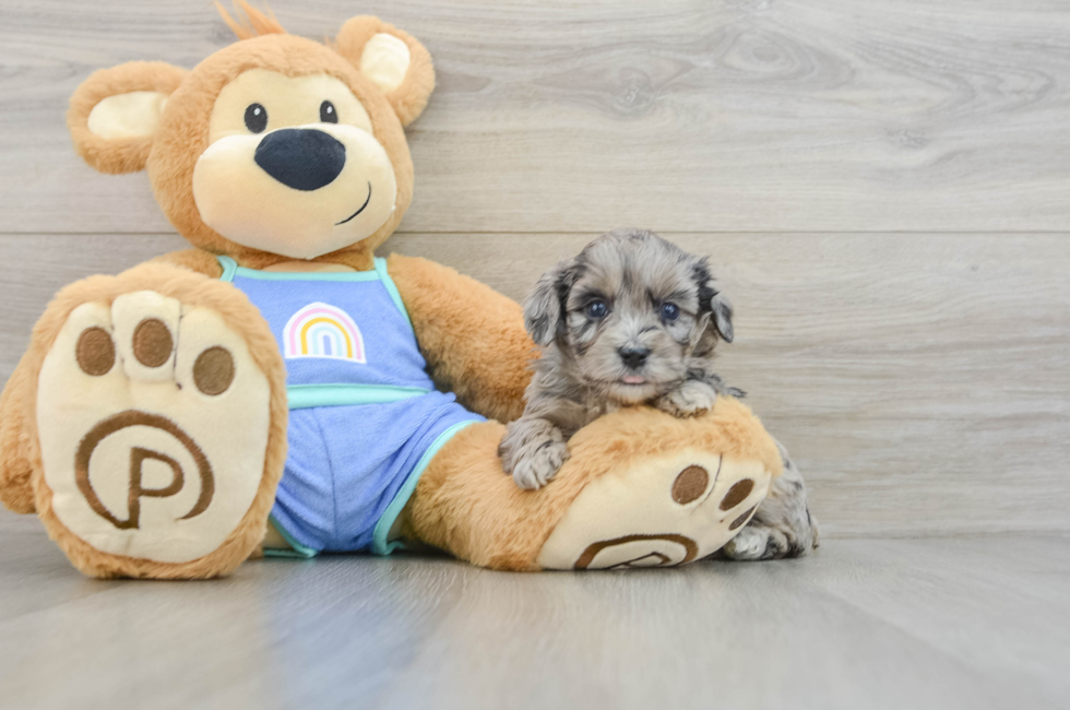 4 week old Mini Aussiedoodle Puppy For Sale - Seaside Pups