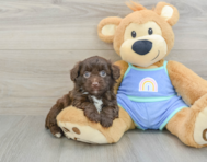 7 week old Mini Aussiedoodle Puppy For Sale - Seaside Pups