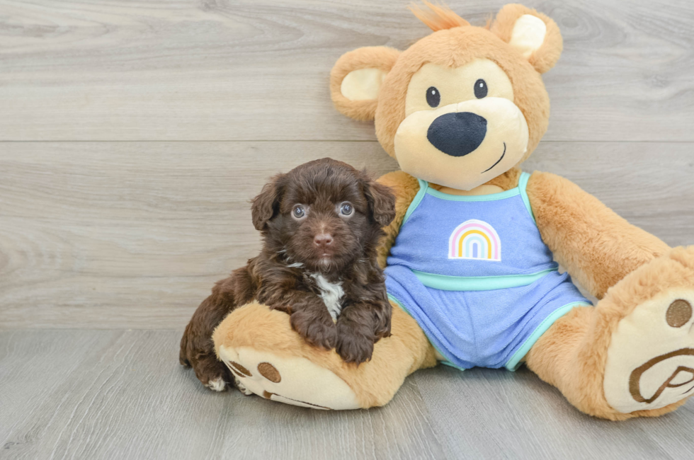 5 week old Mini Aussiedoodle Puppy For Sale - Seaside Pups