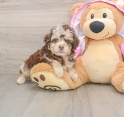 7 week old Mini Aussiedoodle Puppy For Sale - Seaside Pups