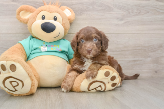 Best Mini Aussiedoodle Baby