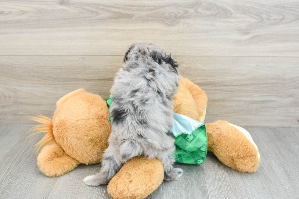 Hypoallergenic Aussiepoo Poodle Mix Puppy