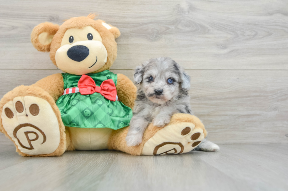 6 week old Mini Aussiedoodle Puppy For Sale - Seaside Pups