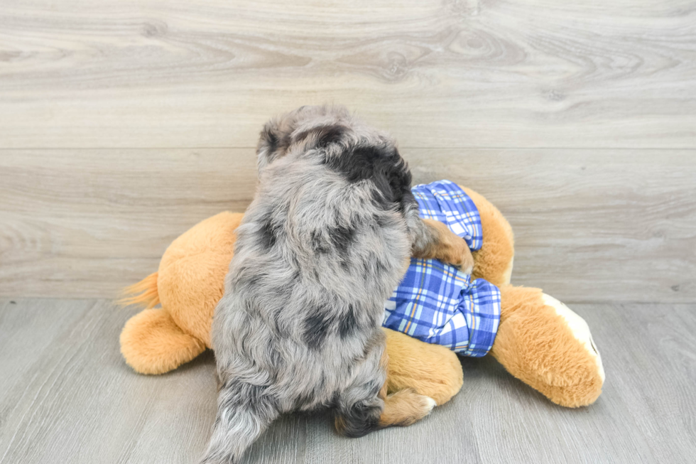 Best Mini Aussiedoodle Baby