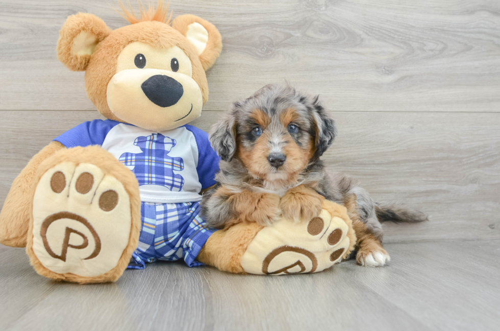 6 week old Mini Aussiedoodle Puppy For Sale - Seaside Pups