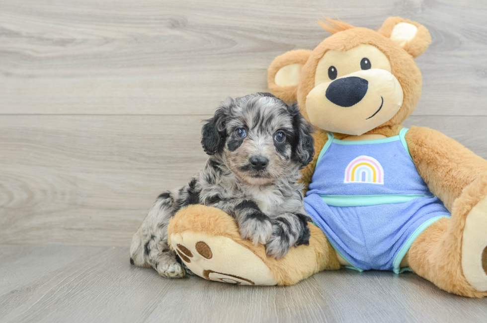 5 week old Mini Aussiedoodle Puppy For Sale - Seaside Pups