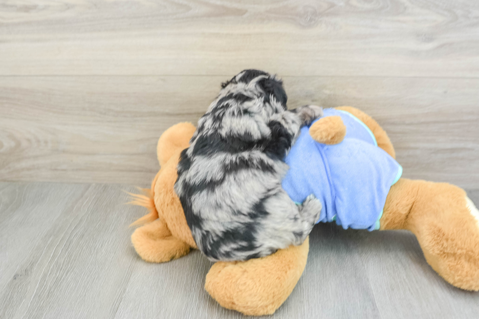 Adorable Mini Australian Shepherd X Poodle Mix Poodle Mix Puppy