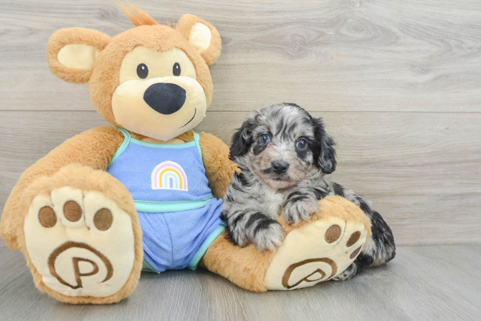 Smart Mini Aussiedoodle Poodle Mix Pup