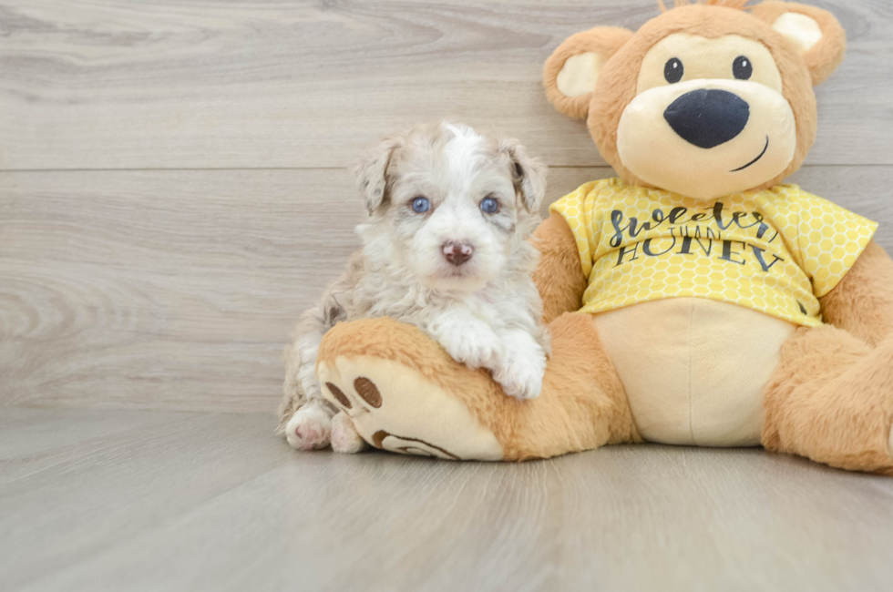6 week old Mini Aussiedoodle Puppy For Sale - Seaside Pups
