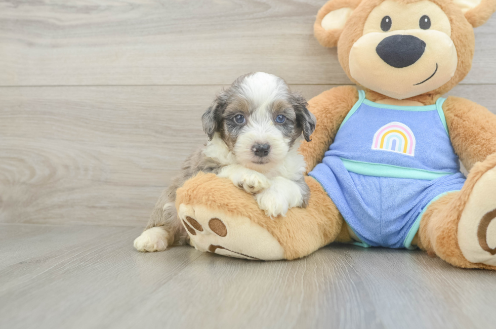 5 week old Mini Aussiedoodle Puppy For Sale - Seaside Pups