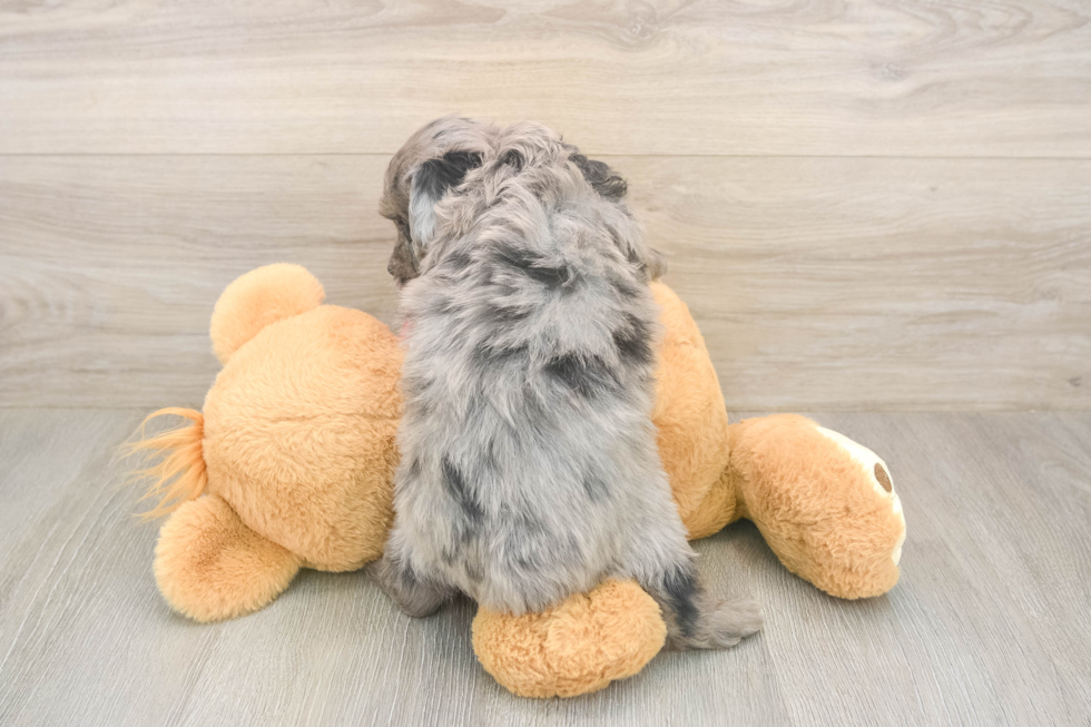 Mini Aussiedoodle Puppy for Adoption