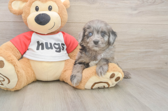 5 week old Mini Aussiedoodle Puppy For Sale - Seaside Pups Mini Aussiedoodle Pup Being Cute