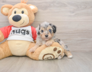 5 week old Mini Aussiedoodle Puppy For Sale - Seaside Pups