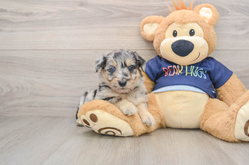 Happy Mini Aussiedoodle Baby