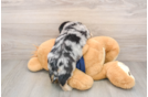 Mini Aussiedoodle Pup Being Cute