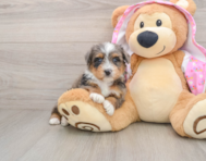 6 week old Mini Aussiedoodle Puppy For Sale - Seaside Pups