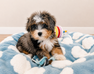 13 week old Mini Aussiedoodle Puppy For Sale - Seaside Pups