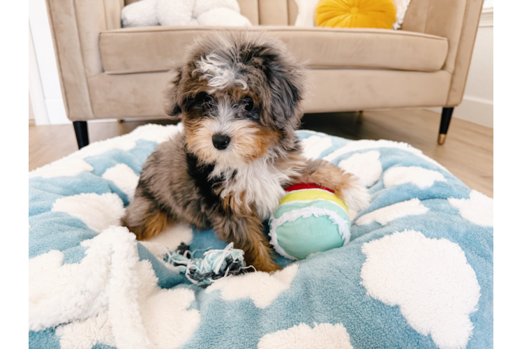 Mini Aussiedoodle Pup Being Cute