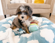 13 week old Mini Aussiedoodle Puppy For Sale - Seaside Pups