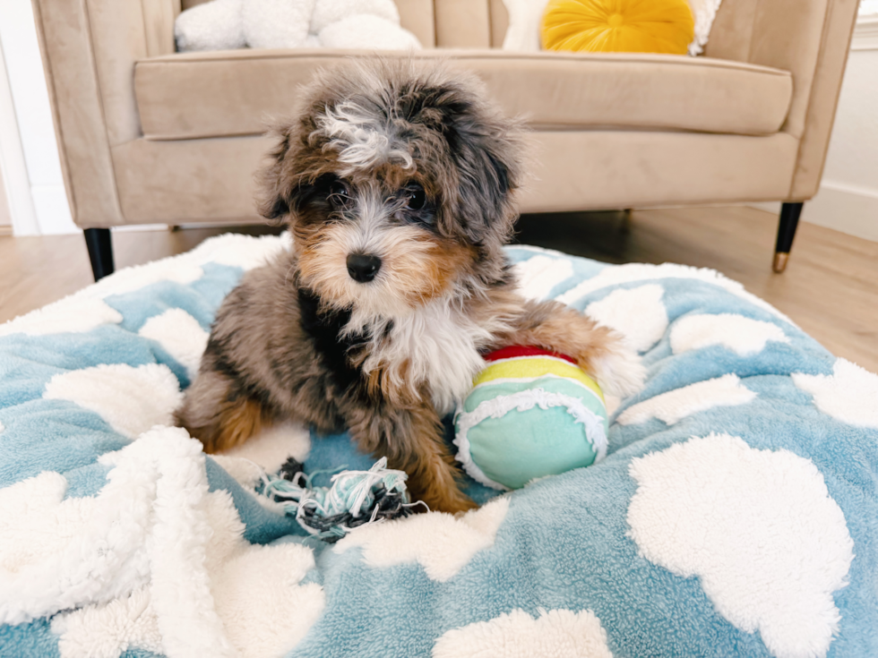 Mini Aussiedoodle Pup Being Cute