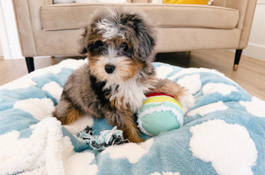 Mini Aussiedoodle Puppy for Adoption