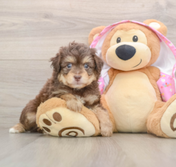 6 week old Mini Aussiedoodle Puppy For Sale - Seaside Pups