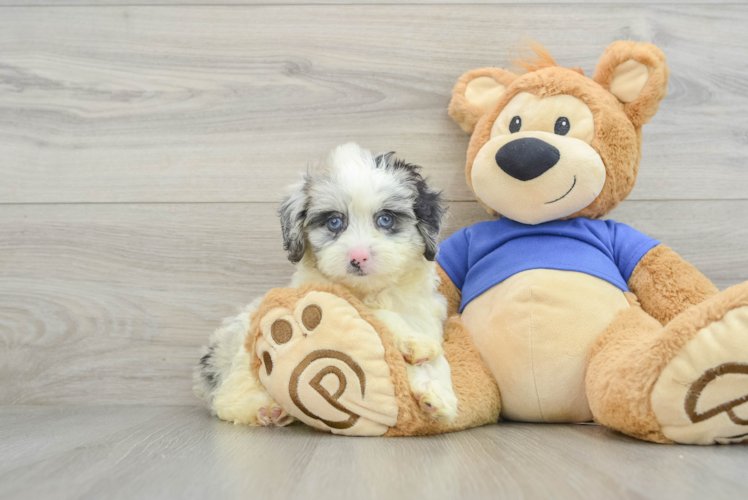 Petite Mini Aussiedoodle Poodle Mix Pup