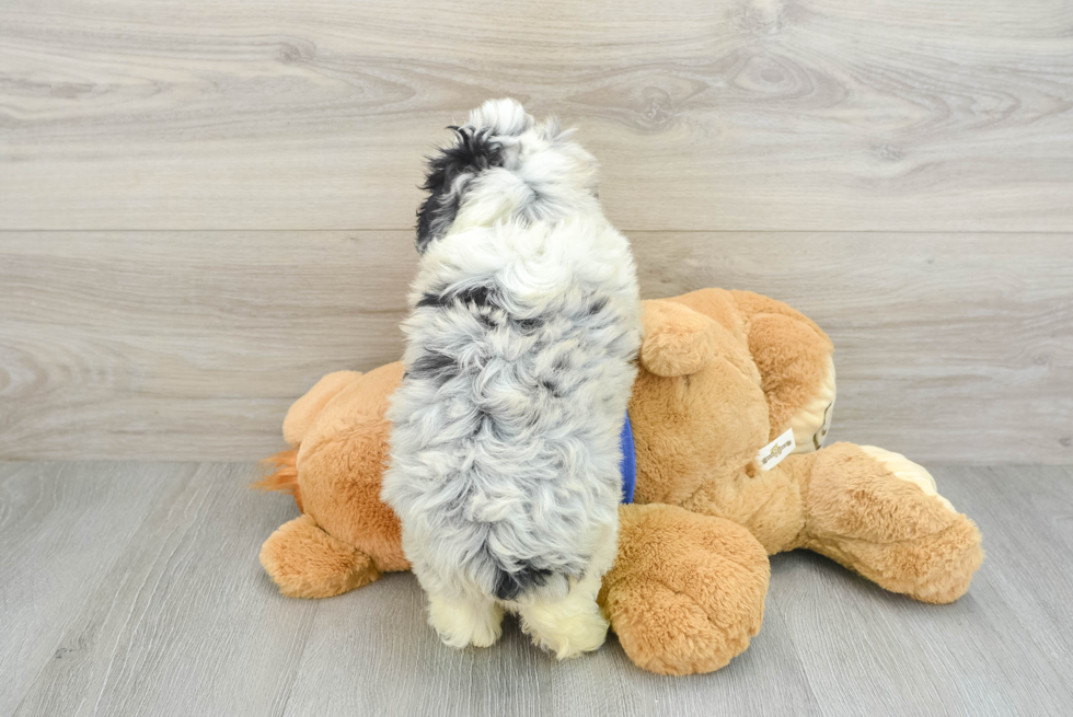 Smart Mini Aussiedoodle Poodle Mix Pup