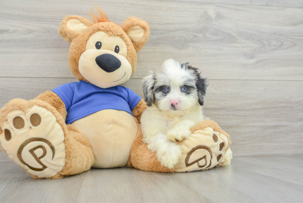Best Mini Aussiedoodle Baby