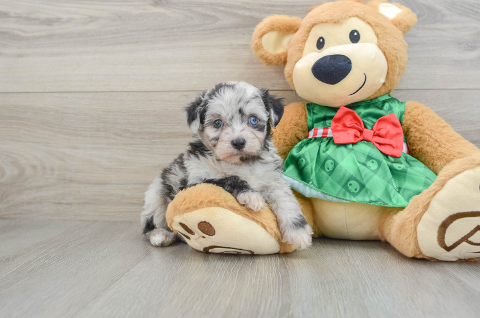 6 week old Mini Aussiedoodle Puppy For Sale - Seaside Pups