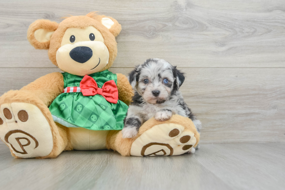 Happy Mini Aussiedoodle Baby