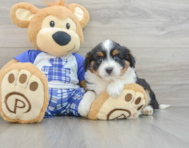 8 week old Mini Aussiedoodle Puppy For Sale - Seaside Pups