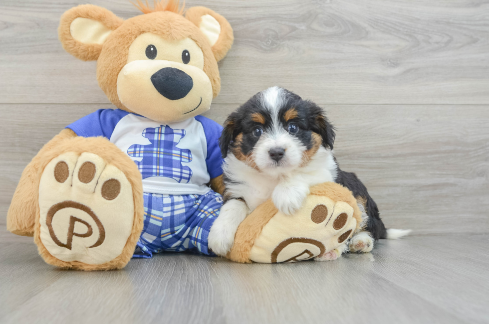 6 week old Mini Aussiedoodle Puppy For Sale - Seaside Pups