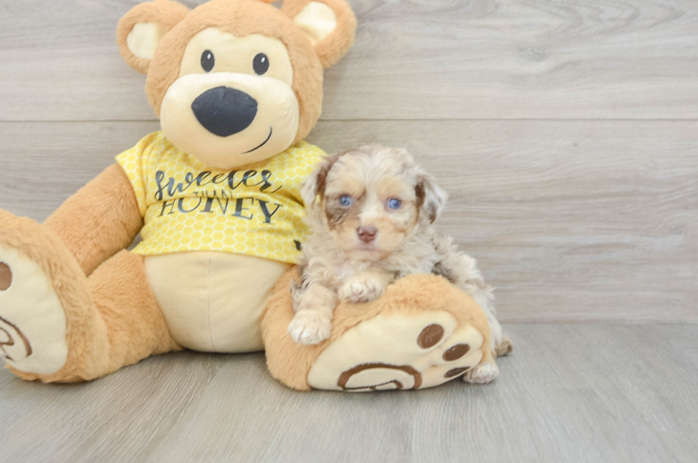 5 week old Mini Aussiedoodle Puppy For Sale - Seaside Pups