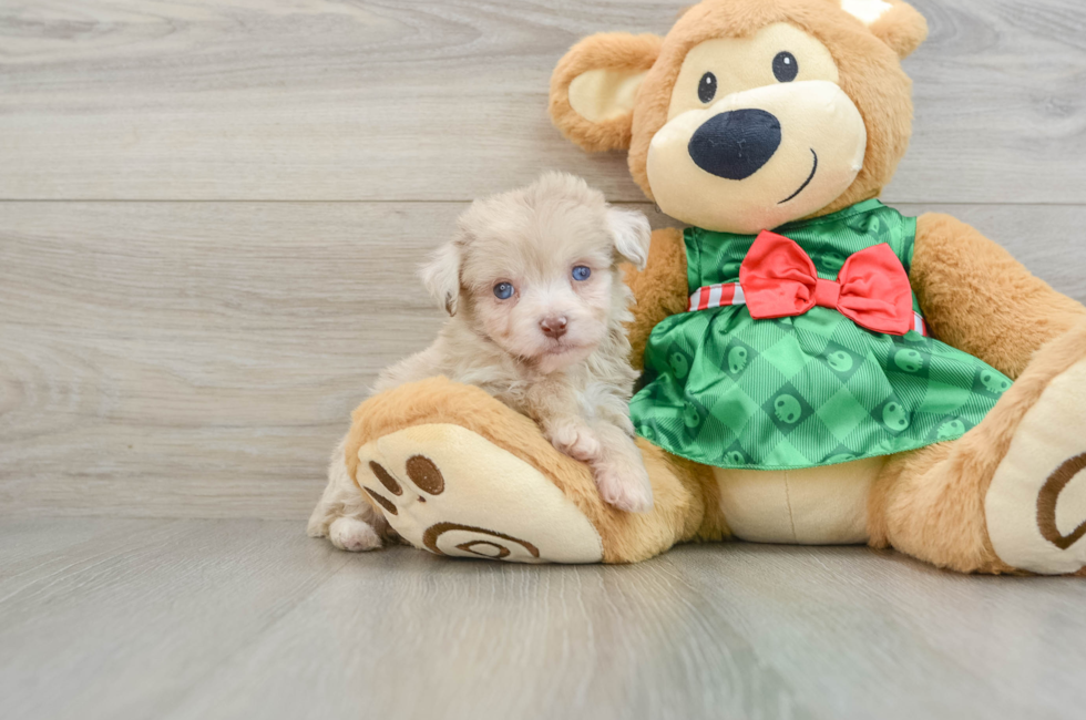 6 week old Mini Aussiedoodle Puppy For Sale - Seaside Pups