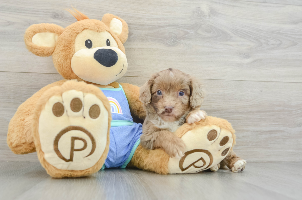 5 week old Mini Aussiedoodle Puppy For Sale - Seaside Pups