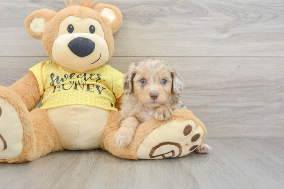 6 week old Mini Aussiedoodle Puppy For Sale - Seaside Pups